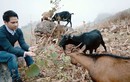 Trọng Tấn kể chuyện lên núi tìm giống dê ré thuần Việt