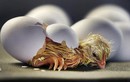 Giải mã bí ẩn trứng nở ra như thế nào