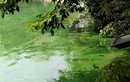 Video: Xuất hiện váng nước lạ trải dài ven hồ Gươm