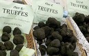 Mùa săn nấm truffle- đặc sản đắt đỏ nhất thế giới dưới lòng đất