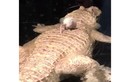 Video: Chuột tìm mọi cách trốn thoát khỏi cá sấu bạch tạng