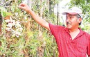 "Đột nhập" vườn lan rừng độc nhất Việt Nam