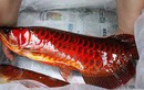 Huyền thoại cá huyết rồng vẩy đỏ nặng hơn nửa tạ ở Biển Hồ