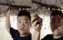 Video: Dùng tay không vốc cả nắm ong bắp cày có thể đốt chết người
