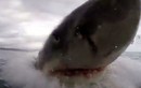 Video: Cận cảnh cá mập trắng tấn công điên cuồng khiến du khách hãi hùng