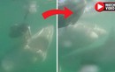 Video: Đớp trượt mồi, cá mập trắng bất ngờ quay sang “ăn thịt” đồng loại