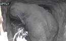 Video: Giải cứu voi con ngã xuống giếng sâu gần 8 mét