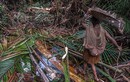 Video: Bộ lạc nguyên thủy ở Indonesia lần đầu "mở lòng" với thế giới