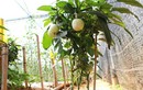 Đặc sản Tết: Trồng dưa pepino tí hon vào chậu, không lo đụng hàng