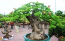 Bonsai cổ thụ dáng cực lạ giá cả trăm triệu ngóng "đại gia" dịp Tết