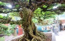 Bonsai cổ thụ dáng cực lạ giá cả trăm triệu ngóng "đại gia" dịp Tết