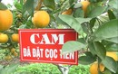 Cam 'tiến Vua' 100 ngàn/quả: Có tiền mua không nổi