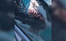 Video: Kinh hãi cá mập trắng khổng lồ cắn nát lưới để cướp mồi
