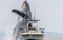Video: Khoảnh khắc cá voi khổng lồ nhảy khỏi mặt nước, suýt va phải tàu cá