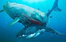 Video: Những kẻ thù nguy hiểm của 'siêu quái vật' Megalodon