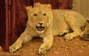 Đại gia Pakistan cho sư tử nằm điều hòa, coi như con
