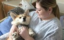 Kỳ lạ: Bệnh viện tại Canada “chữa bệnh” bằng liệu pháp thú cưng