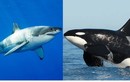 Video: Những phát hiện mới về hành vi cá voi sát thủ 'moi gan cá mập trắng'