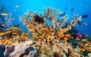 Video: Rạn san hô khổng lồ được ghép bởi hơn 900 hòn đảo