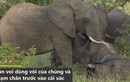 Video: Khoảnh khắc đàn voi đưa tang đồng loại