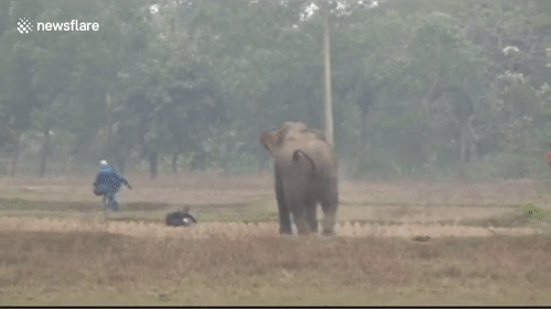 Video: Say rượu selfie với voi hoang dã, người đàn ông chạy “chối chết” thoát thân