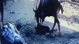 Video: Cậu bé thoát chết thần kỳ khi bị con bò giẫm đạp liên hồi