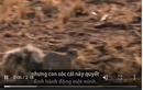 Video: Cầy mangut giúp sóc đối phó rắn hổ mang chúa