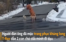 Video:'Khủng long T-Rex' dẫn chó đi dạo lúc phong tỏa