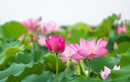Tại sao hoa sen trở thành biểu tượng của nhà Phật?