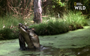 Video: Chuột túi bị cá sấu "khủng" quật nát trong tích tắc