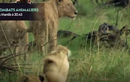 Video: Trâu rừng phản công, sư tử hốt hoảng "nhảy vọt" lên cây