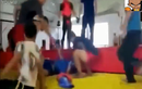 Video: Thách đấu cao thủ, võ sĩ bị đá cắm đầu xuống đất