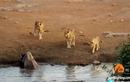 Video: Tê giác lật kèo, vác bụng bầu truy sát sư tử