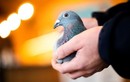 Tỉ phú Trung Quốc mạnh tay bỏ hơn 40 tỉ mua 1 con chim