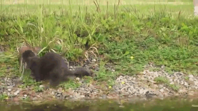 Video: Rái cá đại chiến chuột cống bên bờ sông