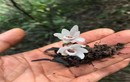 Tìm thấy hoa lan Hoàng Thảo Thạch Hộc Tía đột biến ở vực thẳm