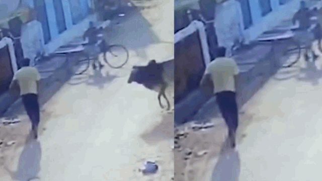 Video: Người đàn ông bị bò điên tấn công kinh hoàng trên phố