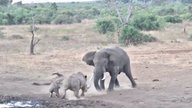 Video: Bị voi điên tấn công, tê giác mẹ liều mình bảo vệ đàn con