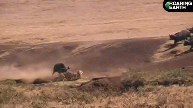 Video: Đàn sư tử dồn cặp trâu rừng vào hố đất và cái kết