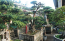 Khám phá cây hải châu bonsai có dáng thế độc đáo