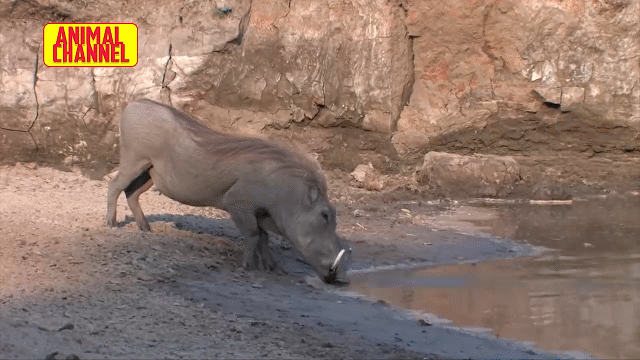 Video: Lợn bướu nhanh chân né cú đớp chết người của cá sấu
