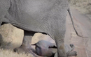 Video: Voi mẹ xử lý đi vào lòng người khi voi con ăn vạ