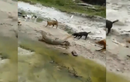 Video: Chó nhà xâu xúm tấn công kỳ đà