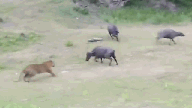 Video: Tấn công trâu rừng, hổ đực khét tiếng nhận ngay kết đắng