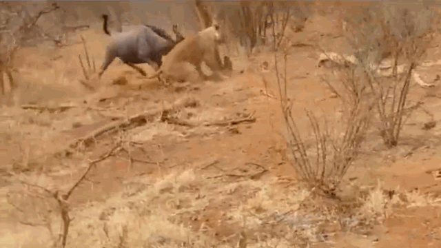 Video: Sư tử suýt bỏ mạng vì bị linh dương đầu bò tấn công