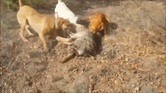 Video: Chó sói bị 3 chó săn lập hội "tra tấn" và cái kết