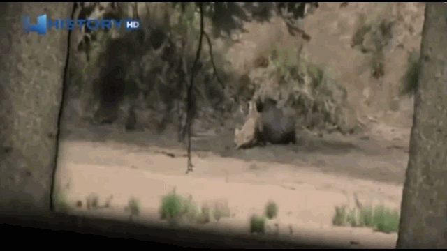 Video: Voi nghĩa hiệp ra tay cứu trâu rừng thoát khỏi hàm sư tử