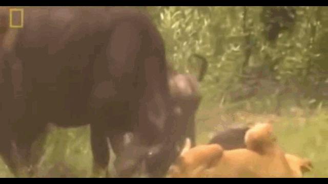 Video: Sư tử suýt bỏ mạng vì bị trâu rừng truy sát