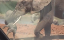 Video: Voi con bị voi đực quăng quật lung tung