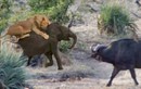 Trâu rừng kéo quân tấn công sư tử giải cứu voi con